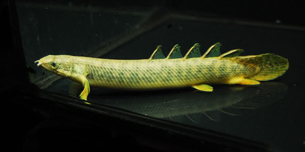 polypterus-palmas