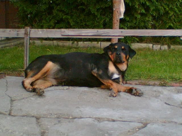 jessy