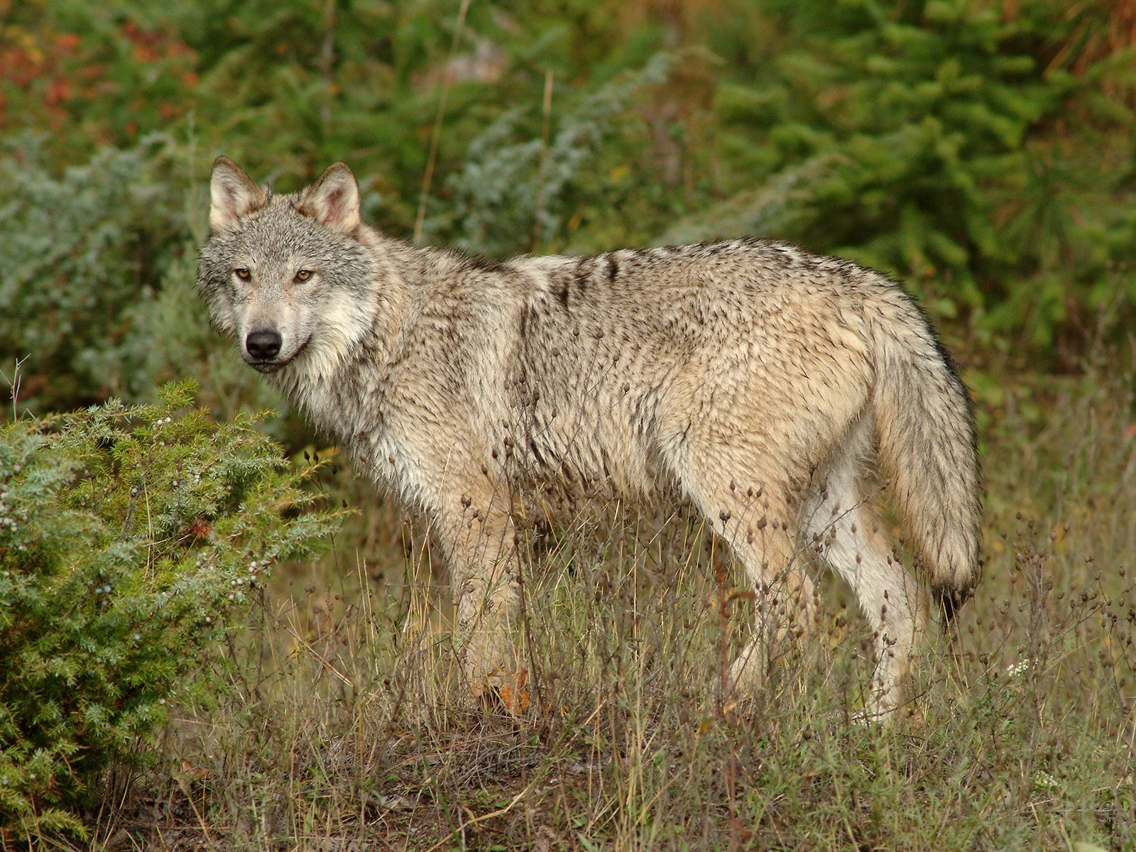 wolf-in-clearing--montana