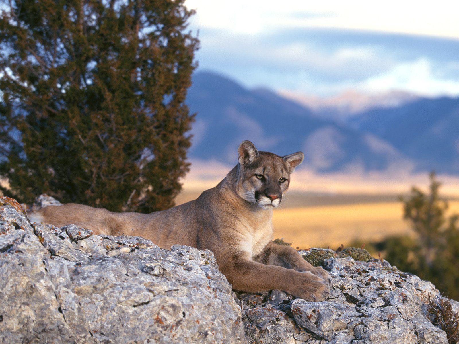 _mountain-lion--rocky-mountains