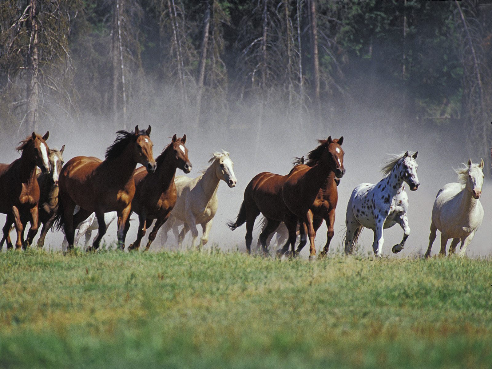 roundup-on-the-ranch--montana