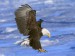 bald-eagle-in-flight--alaska