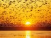 canada-geese--tule-lake--national-wildlife-refuge--california