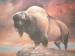 last_buffalo
