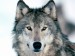 look-into-my-eyes--winter-wolf